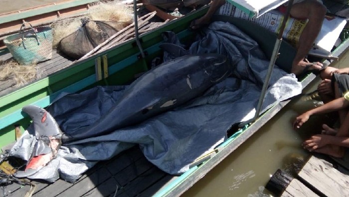 Pesut yang Ditemukan Mati di Sungai Mahakam