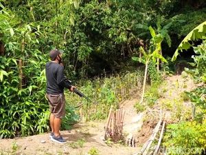 Diserang Monyet Liar, Warga Brebes Pasang Jebakan-Datangkan Penembak