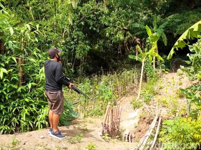 Warga memburu monyet liar yang menyerang balita di Desa Malahayu, Brebes