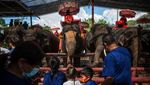 Asyik! di Thailand Udah Bisa Nunggang Gajah Lagi Lho