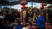 Jumlah turis yang menyusut membuat kamp tersebut terpaksa menawarkan tiket masuk gratis dengan harapan mendapatkan sedikit uang melalui pengunjung yang membeli makanan untuk memberi makan gajah.
