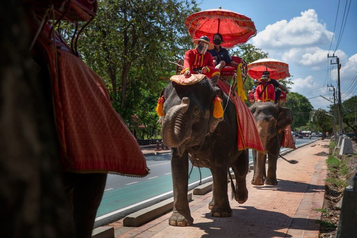 Kamp gajah di Chiang Mai, Thailand, kini telah dibuka kembali untuk para wisatawan. Hal itu menjadi harapan kepada para gajah dan pelatih untuk tetap bertahan.