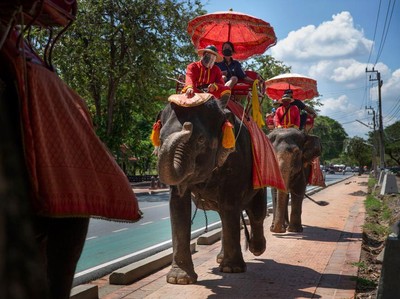 Gajah-gajah Chiang Mai yang Kangen Turis