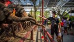 Asyik! di Thailand Udah Bisa Nunggang Gajah Lagi Lho