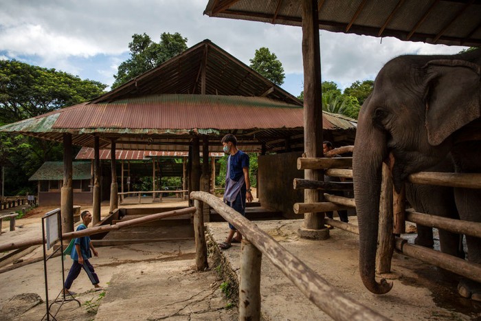 Kamp gajah di Chiang Mai, Thailand, kini telah dibuka kembali untuk para wisatawan. Hal itu menjadi harapan kepada para gajah dan pelatih untuk tetap bertahan.