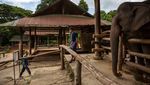Asyik! di Thailand Udah Bisa Nunggang Gajah Lagi Lho
