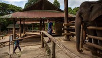 Saat pendapatan mahout menguap, lebih dari 100 gajah dikembalikan ke desa asal mereka di pegunungan dekat Chiang Mai dengan harapan menemukan lahan pertanian untuk mendukung 200 kilogram makanan yang dibutuhkan setiap gajah dewasa setiap hari.