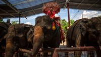 Mahout lainnya, yang cukup beruntung untuk tetap bekerja, telah melakukan pemotongan gaji karena jumlah pengunjung tetap rendah.