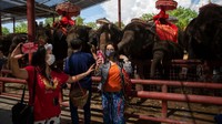 Tidak yakin kapan pariwisata asing akan pulih, para mahout dan pemilik suaka meminta sumbangan dan mencoba menyesuaikan diri dengan keadaan new normal.