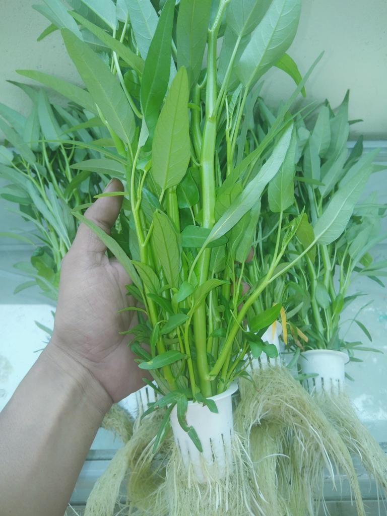mantan manager jadi petani sayur