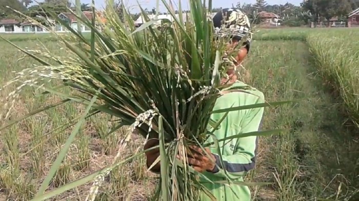 Ratusan hektare sawah di Kabupaten Pantura, Ciasem, Subang, Jawa Barat diserang hama tikus. Ganasnya serangan hama membuat tanaman padi rusak dan terancam gagal panen.