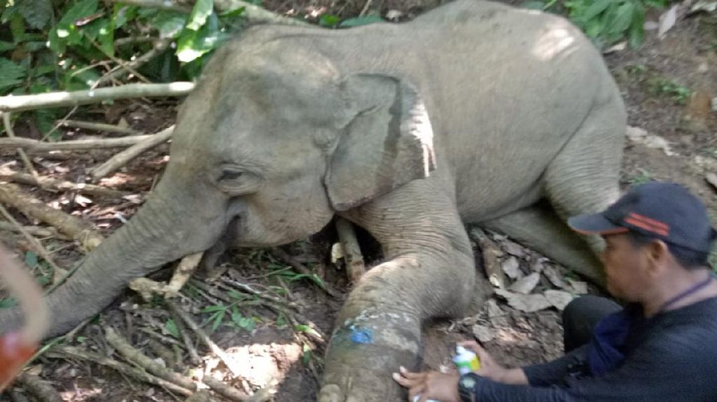 Kasihan! Anak Gajah Liar di Aceh Terperangkap Jerat 4 Bulan Lamanya