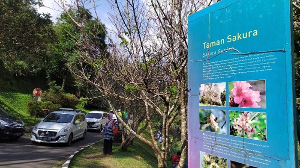 Bunga sakura ini berada di Taman Sakura yang terletak di dalam kompleks Kebun Raya Cibodas. Kebun Raya Cibodas sendiri berada di Desa Cimacan, Kecamatan Cipanas, Kabupaten Cianjur, Jawa Barat. (Ismet Selamet/detikcom) Bunga sakura ini berada di Taman Sakura yang terletak di dalam kompleks Kebun Raya Cibodas. Kebun Raya Cibodas sendiri berada di Desa Cimacan, Kecamatan Cipanas, Kabupaten Cianjur, Jawa Barat. (Ismet Selamet/detikcom)