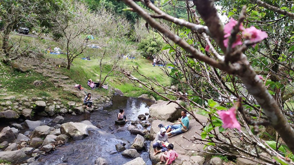 Bunga sakura mekar di Kebun Raya Cibodas