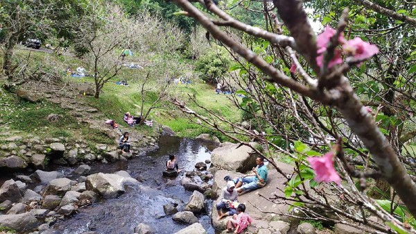 Bunga sakura di Cibodas sudah mulai bermekaran sejak akhir Juli lalu. Bunga ini bakal mekar maksimal di penghujung Agustus. Traveler bisa hanami alias piknik di bawah pohon sakura. (Ismet Selamet/detikcom)