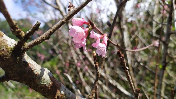 Gambar Mengenai Seperti di Jepang, Bunga Sakura Bermekaran di Kebun Raya