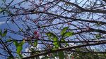 Foto: Serasa di Jepang, Padahal di Kebun Raya Cibodas