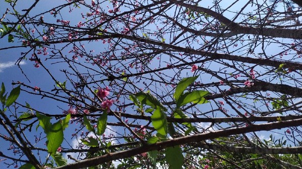 Biasanya, ratusan pohon sakura yang tersebar hampir di setiap kawasan di Kebun Raya Cibodas itu mekar pada periode Januari-Februari dan Agustus-September. (Ismet Selamet/detikcom)