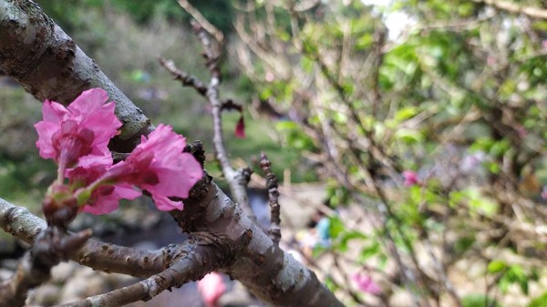 Sayangnya, pihak Kebun Raya tidak bisa memastikan tanggal berapa bunga di Taman Sakura akan mekar sempurna. Sebab ditentukan juga oleh faktor cuaca. (Ismet Selamet/detikcom) Sayangnya, pihak Kebun Raya tidak bisa memastikan tanggal berapa bunga di Taman Sakura akan mekar sempurna. Sebab ditentukan juga oleh faktor cuaca. (Ismet Selamet/detikcom)