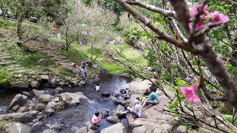 Bunga Sakura Cibodas Bunga sakura mekar di Kebun Raya Cibodas