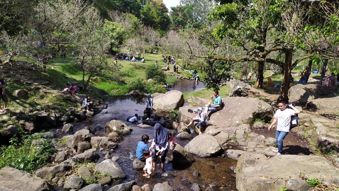 Bunga sakura mekar di Kebun Raya Cibodas