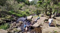 Meski tak banyak, sakura di kolam besar lebih indah lantaran usia pohon yang lebih lama dibandingkan di taman sakura. Nantinya jika sudah mekar bersama, pihak Kebun Raya Cibodas akan menyampaikan pengumuman lewat akun media sosial resmi mereka. (Ismet Selamet/detikcom)