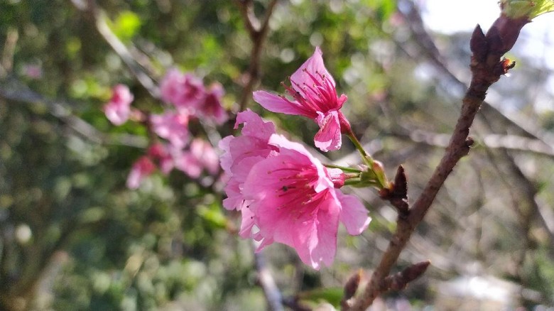 Bunga sakura mekar di Kebun Raya Cibodas