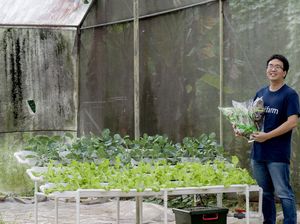 Renyahnya Peluang Bisnis Urban Farming, Cara Berkebun Kekinian