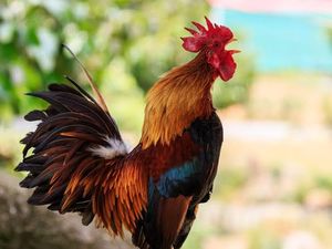 Dengar Ayam Berkokok Malam Hari? Baca Doa Ini