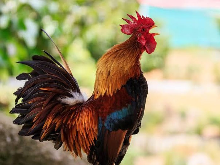 kakek didenda karena ayam berkokok