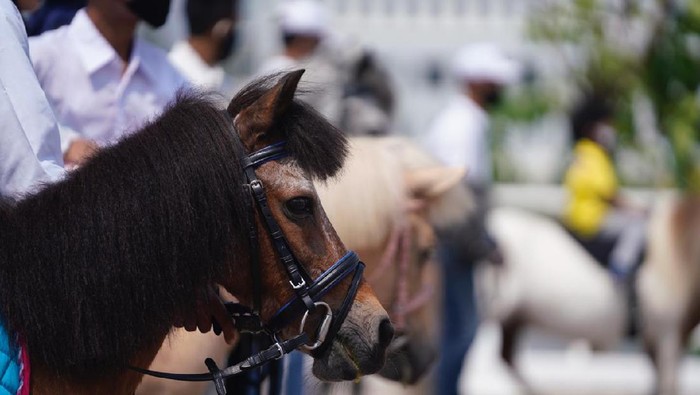 Kuda Poni