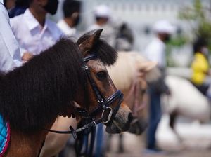 Equinara Pulomas Open 2020, Langkah Awal Memajukan Petensi Kuda Poni