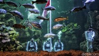 Dalam rangka memperingati dan meriahkan hari Kemerdekaan Republik Indonesia ke-75, kawasan wisata terpadu Taman Impian Jaya Ancol melakukan pengibaran bendera merah putih di dalam air akuarium Sea World.