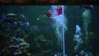 Penyelam mengibarkan bendera Merah Putih saat upacara Hari Ulang Tahun Kemerdekaan ke-75 Republik Indonesia di dalam air di Sea World Ancol, Jakarta, Senin (17/8/2020). ANTARA FOTO/Puspa Perwitasari.