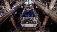 Pekerja memanen jamur merang di rumah budidaya jamur Himpunan Petani dan Peternak Milenial Indonesia, Bogor, Jawa Barat, Selasa (18/8/2020).