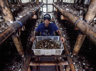 Melihat Budidaya Jamur Merang di Bogor