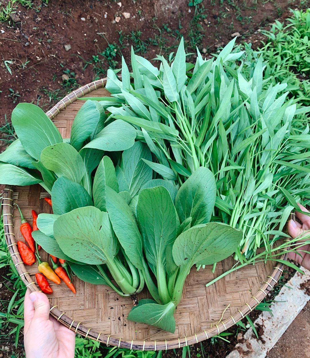 Cerita Haykal Kamil dan Istri Garap Kebun di Kompleks yang Kini Produktif