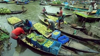 Jambu biji merupakan buah yang sering disebut sebagai apple of the tropics.  