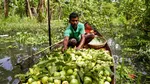 Jambu Bji Penuhi Pasar Apung Bangladesh Saat Musim Panen