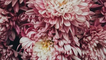 Juara kedua foto bunga: Chrysanthemum oleh Chikeung Poon. Foto: Ippawards