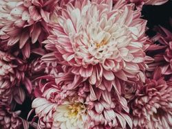 Keren! Foto Terbaik yang Dijepret Pakai iPhone