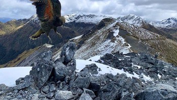 Juara kedua foto alam: Kea at Mount Luxmore oleh Avishai Futerman. Foto: Ippawards