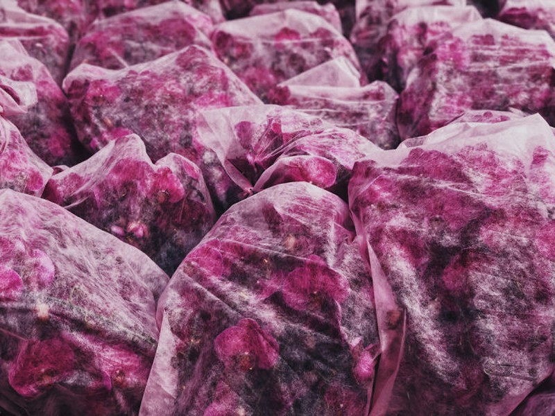 Jawara foto iPhone 2020