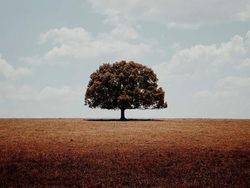 Keren! Foto Terbaik yang Dijepret Pakai iPhone