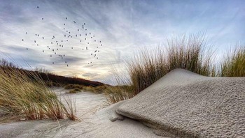 Juara kedua landscape: Duned oleh Nico Brons. Foto: Ippawards