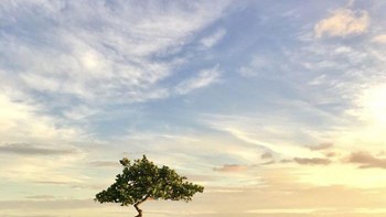 Juara ketiga foto pohon: Solitude Beauty oleh Chuyang Baideme. Foto: Ippawards