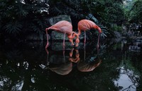 Jawara foto iPhone 2020