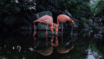 Juara kedua hewan: Flamingos oleh Ji Li. Foto: Ippawards