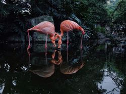 Keren! Foto Terbaik yang Dijepret Pakai iPhone