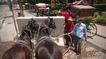 Foto: Kuda-kuda Wisata di Maroko Terancam Mati Kelaparan